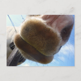 Funny Horse Postcard Vykort