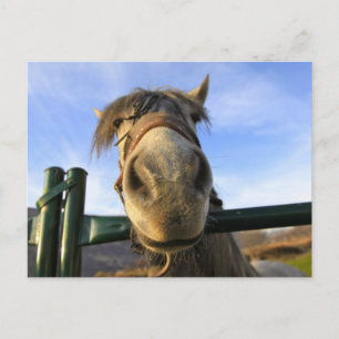 Funny Horse Vykort