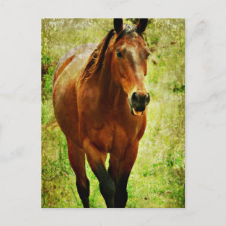 Funny Horse Vykort