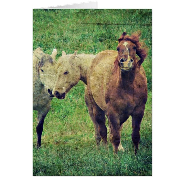 Funny Horses Hälsningskort (Framsidan)