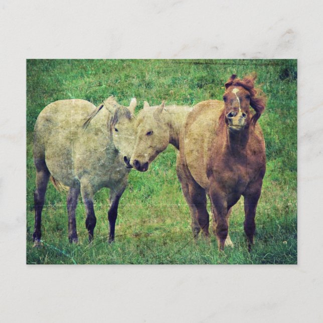 Funny Horses Vykort (Framsida)