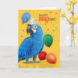 Funny Hyacinth Macaw Parrot Birthday Humor Kort