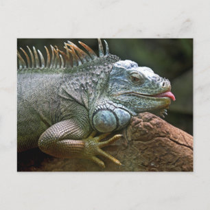 Funny Iguana Vykort