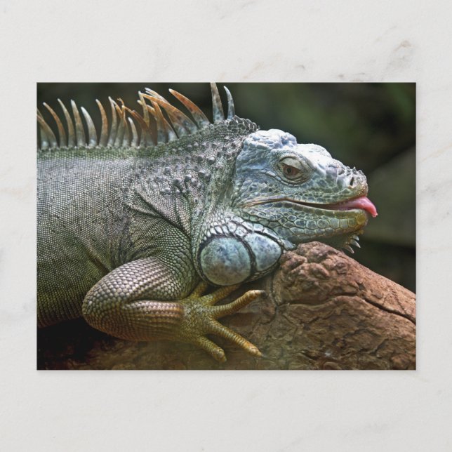 Funny Iguana Vykort (Framsida)