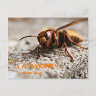 Funny insect hornet slogan postcard vykort