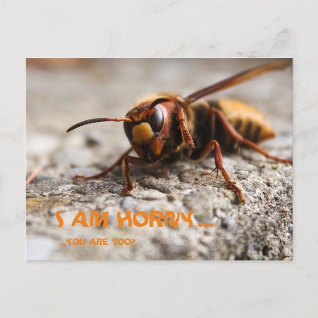 Funny insect hornet slogan postcard vykort (Framsida)