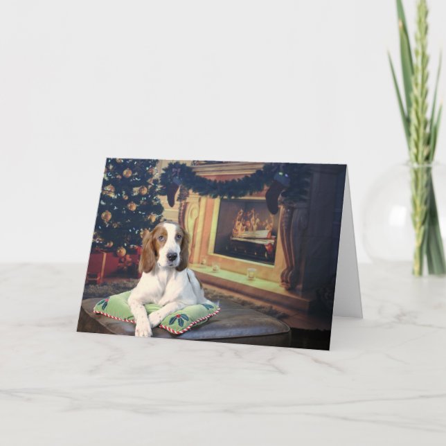 Funny Irish Red and White Setter Helgdag Card Kort (Framsida)