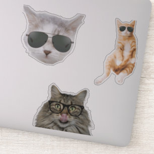 Funny Kat-notor Klistermärken