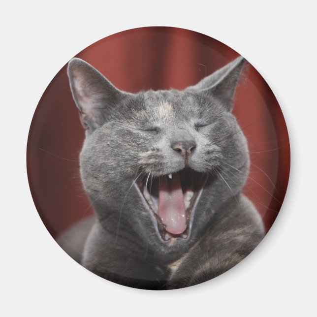 Funny katt magnet (Framsidan)