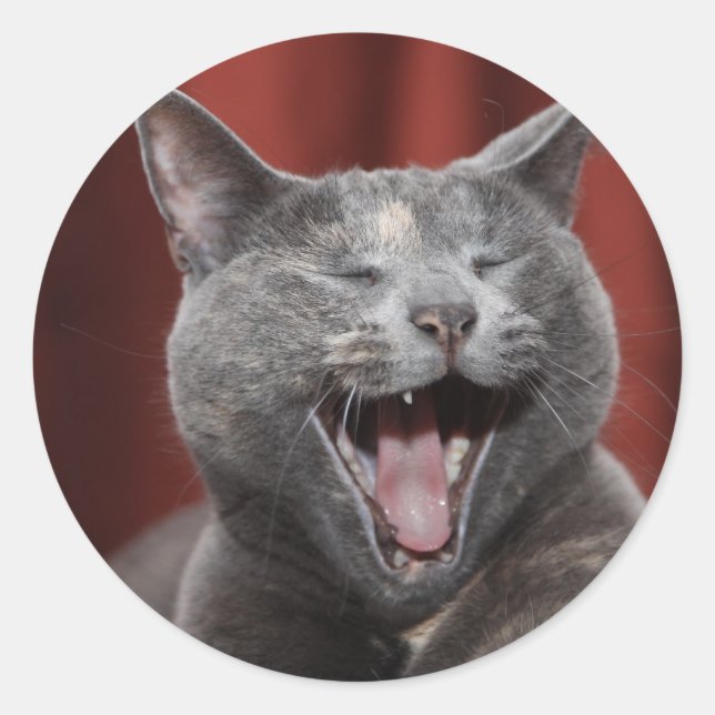 Funny katt runt klistermärke (Framsida)