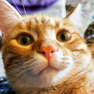 Funny kattefödelsedagskort