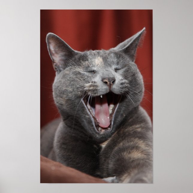 Funny kattunge poster (Framsidan)