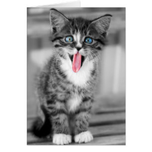 Funny Kitten Hälsningskort