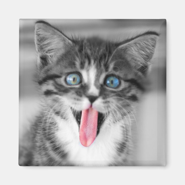Funny Kitten Magnet (Framsidan)