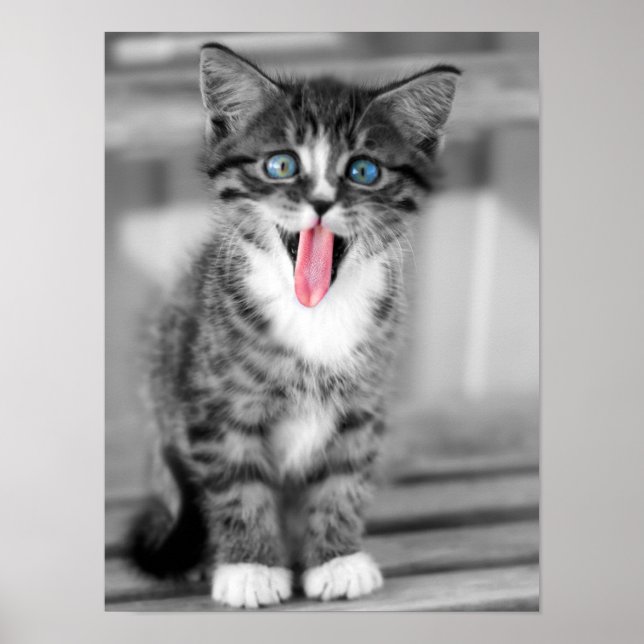 Funny Kitten Poster (Framsidan)