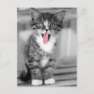 Funny Kitten Vykort