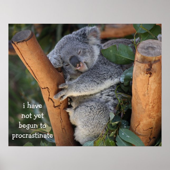 Funny Koala Bear Poster; Procrastination Poster (Framsidan)