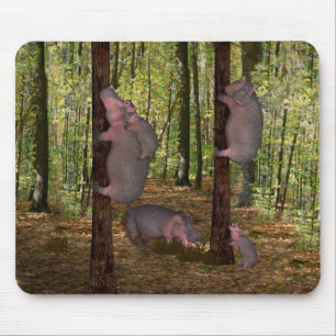 Funny Koala-Wannabe Hippos Musmatta
