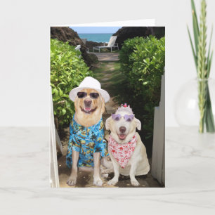 Funny Lab/Hund Valentine Helgkort