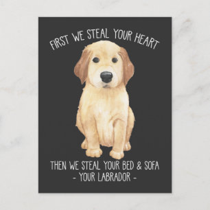 Funny Labrador Retriever Hund älskare Stubborn Pup Vykort