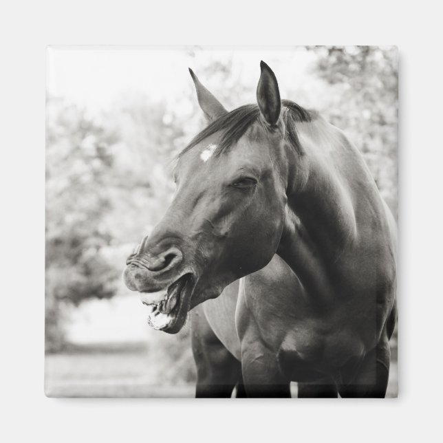 Funny Laughing Horse Magnet (Framsidan)