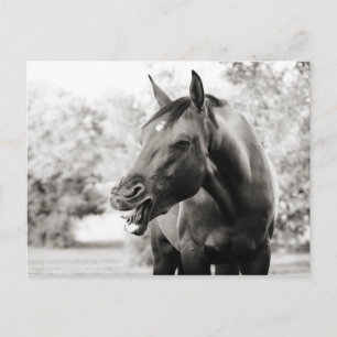 Funny Laughing Horse Vykort