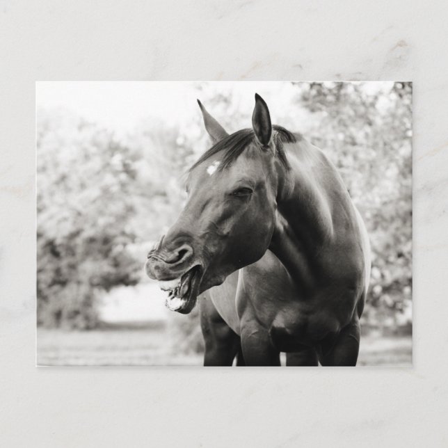 Funny Laughing Horse Vykort (Framsida)