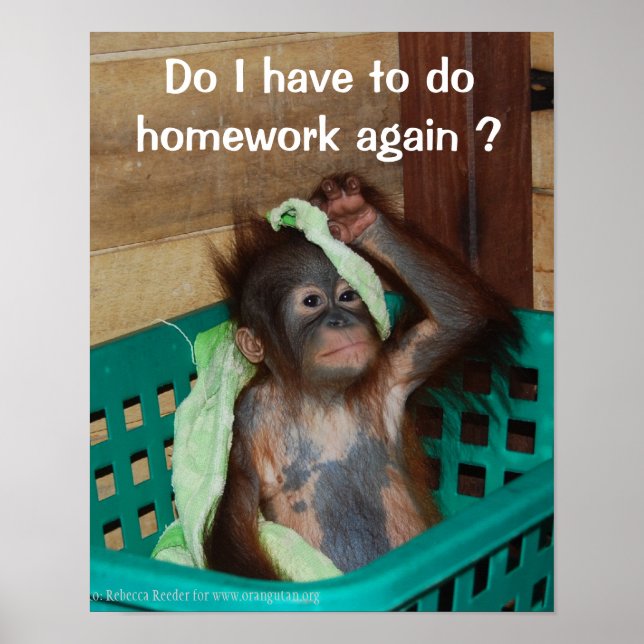 Funny läxa med Baby Orangutan Poster (Framsidan)