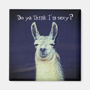 Funny Llama Ansikte Animal Magnet