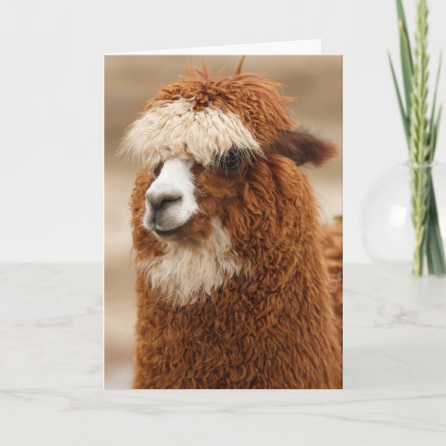 Funny Llama Birthday Kort (Framsida)