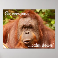 Funny lugn orangutan