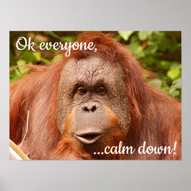 Funny lugn orangutan poster (Framsidan)