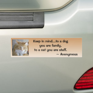 Funny Maine Coon Kitten Photo Personlig Bildekal