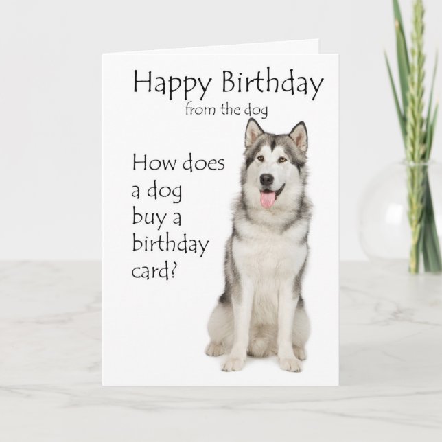 Funny Malamute Birthday Card Kort (Framsida)