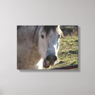 Funny Mare Canvastryck