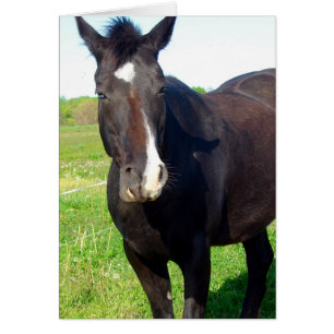 Funny Mare Hälsningskort
