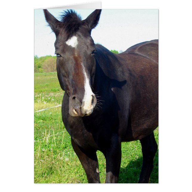 Funny Mare Hälsningskort (Framsidan)