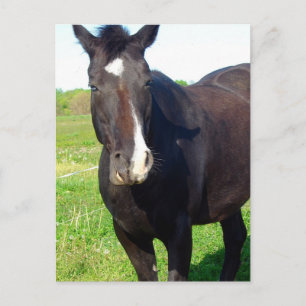Funny Mare Vykort