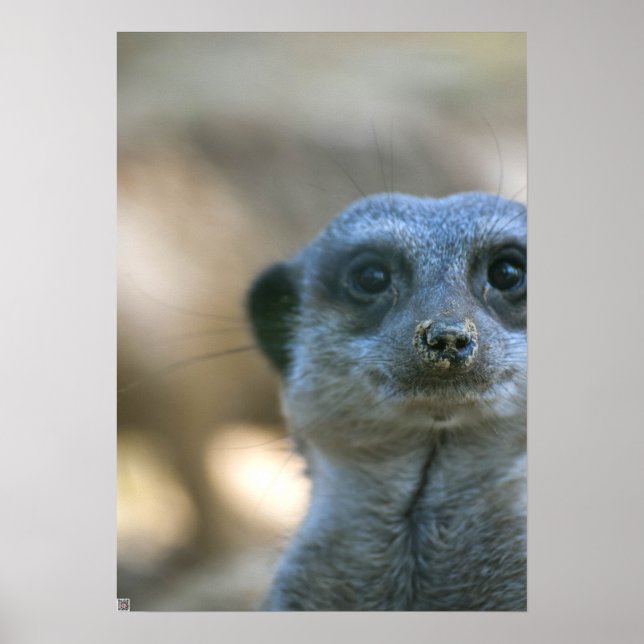Funny Meerkat Poster (Framsidan)