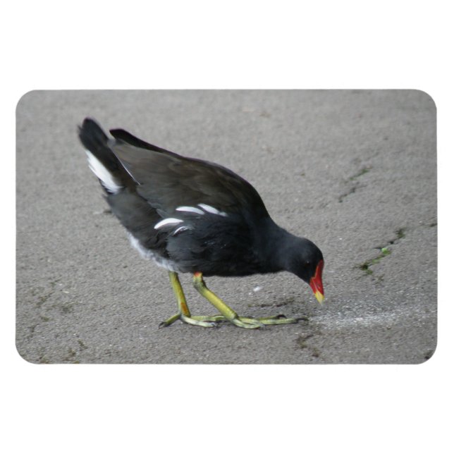 Funny Moorhen Ta ett Bow Premium Magnet (Horisontell)