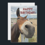 FUNNY Mule Birthday Animal Card Real Öron Julkort<br><div class="desc">En vänlig mule tittade på mig och log. Vem kan motstå det skrattet,  det leendet. Födelsedagen hälsning är lycklig.</div>