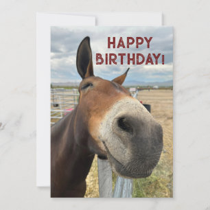 FUNNY Mule Birthday Animal Card Real Öron Julkort