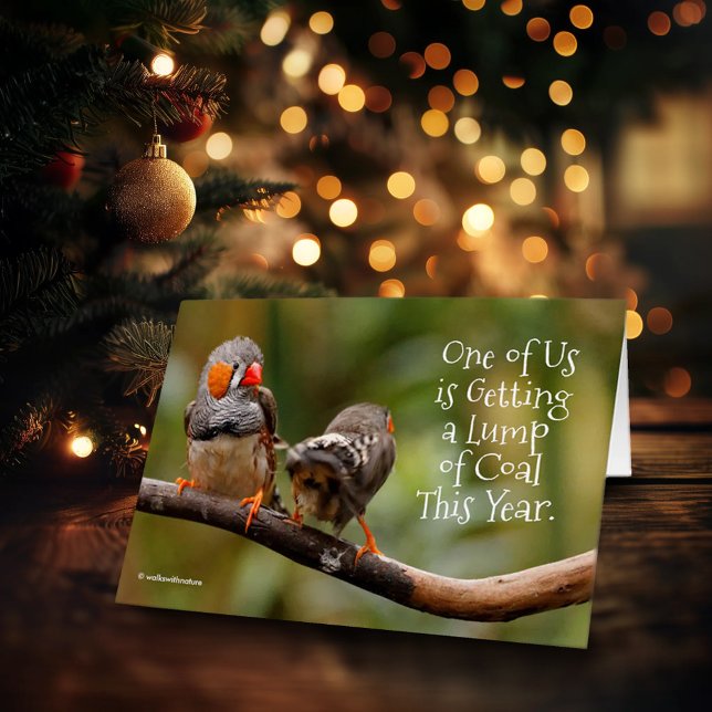 Funny Naughty eller Nice Cheeky Pair of Zebra Finc Hälsningskort (Funny Zebra Finches Christmas Card Cover Photo)