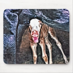 Funny Newborn Foal Musmatta