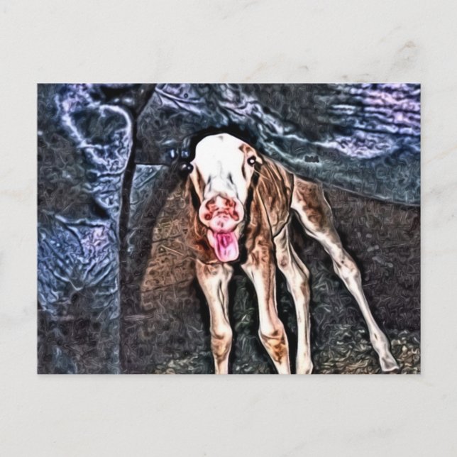 Funny Newborn Foal Vykort (Framsida)