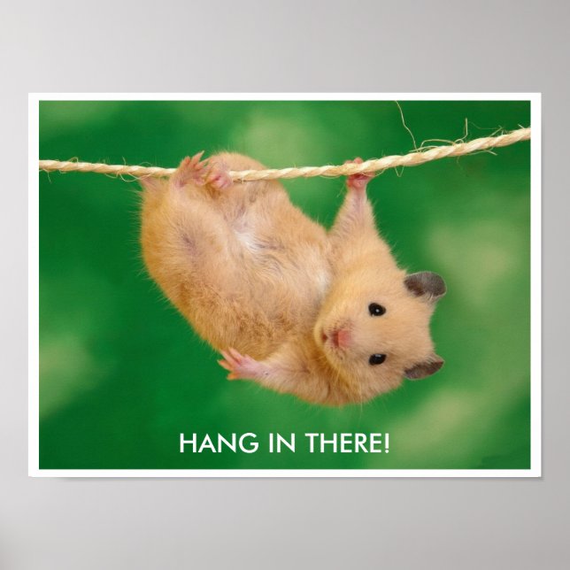 Funny och Cute Hamster Poster (Framsidan)