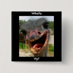Funny Ostrich Bird Photo What's Up Knapp