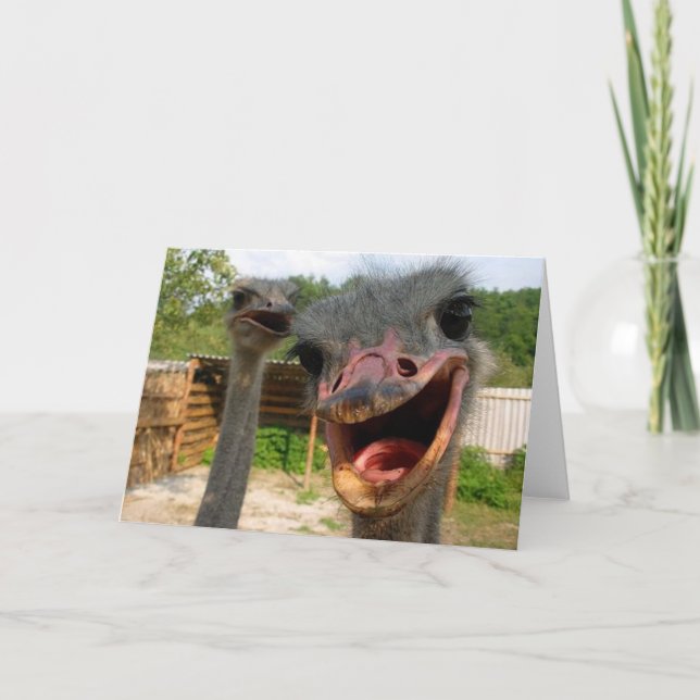 Funny Ostrich Bird Photo What's Up Kort (Framsida)