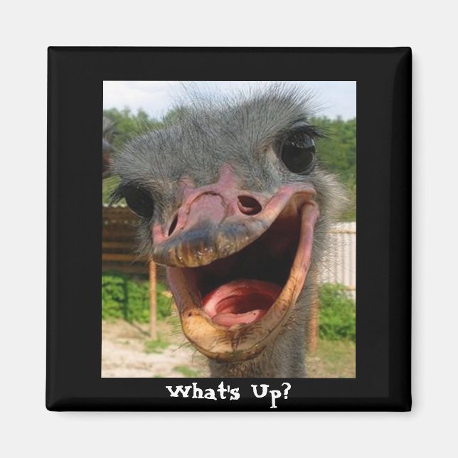 Funny Ostrich Bird Photo What's Up Magnet (Framsidan)