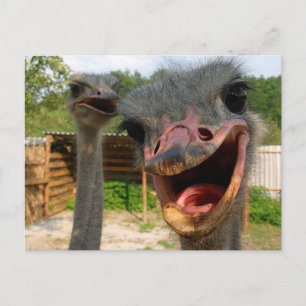 Funny Ostrich Bird Photo What's Up Vykort